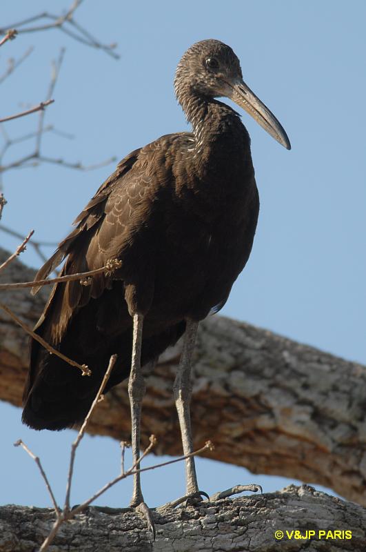 Aramus guarauna