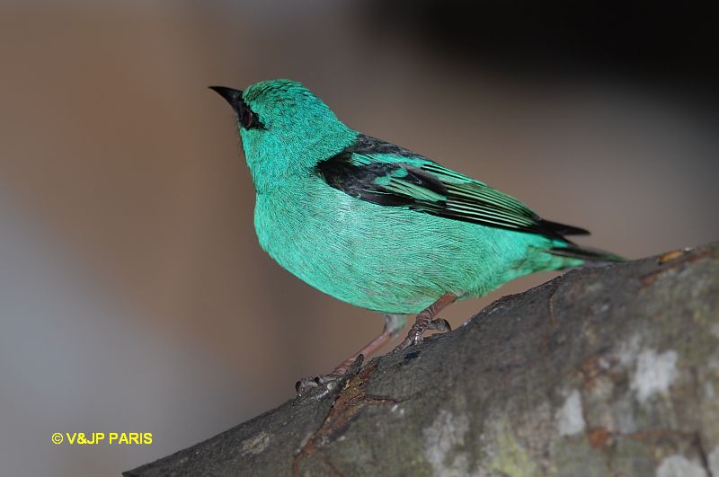 Dacnis cayana