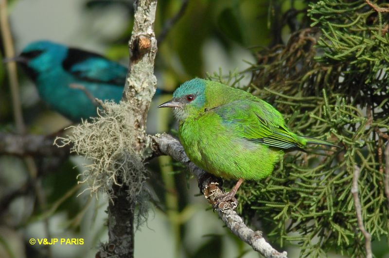 Dacnis cayana