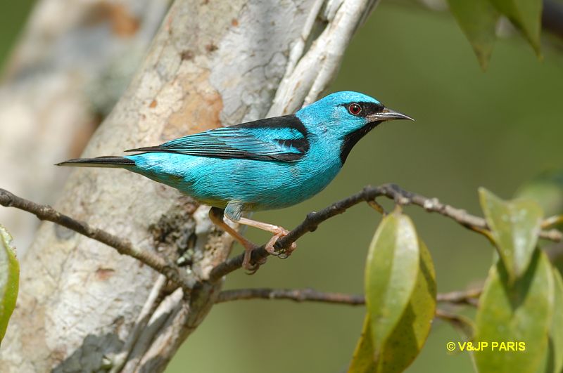 Dacnis cayana
