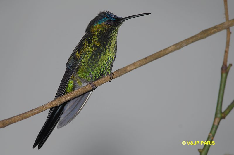 Thalurania glaucopis