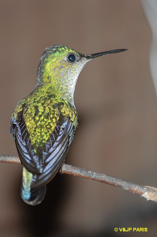Thalurania glaucopis