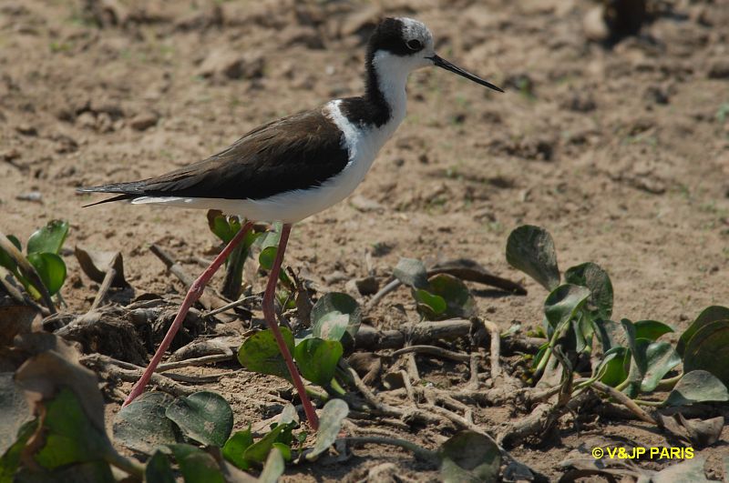 Himantopus mexicanus
