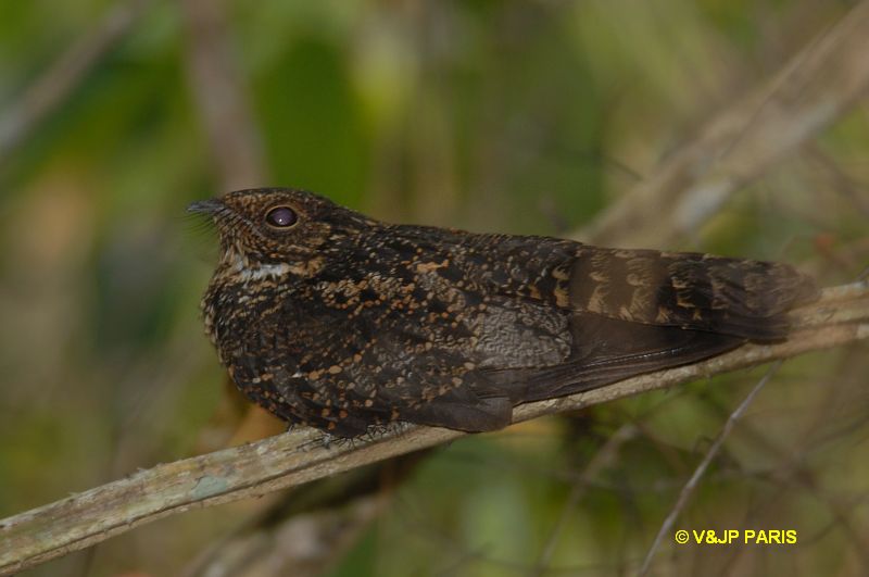 Caprimulgus nigrescens
