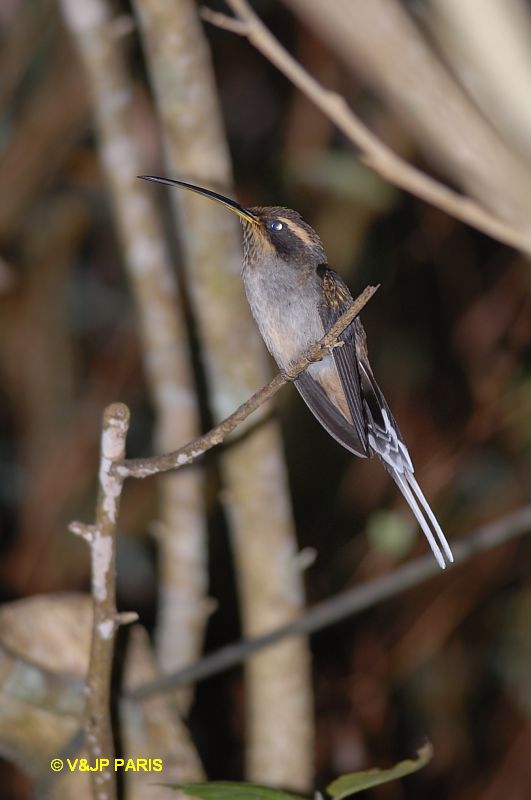 Phaethornis eurynome
