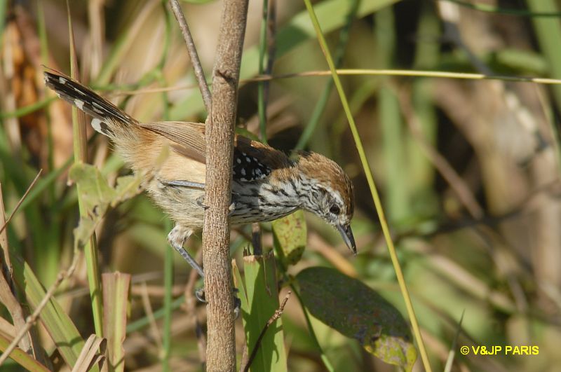Formicivora rufa