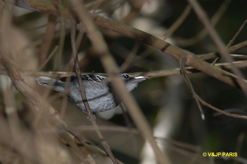 Herpsilochmus longirostris