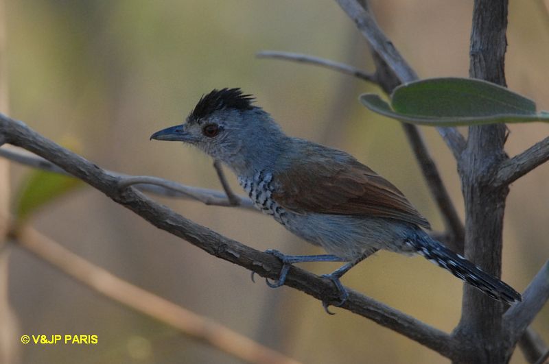 Thamnophilus torquatus