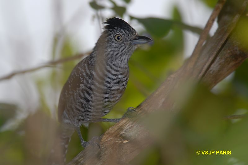 Thamnophilus doliatus