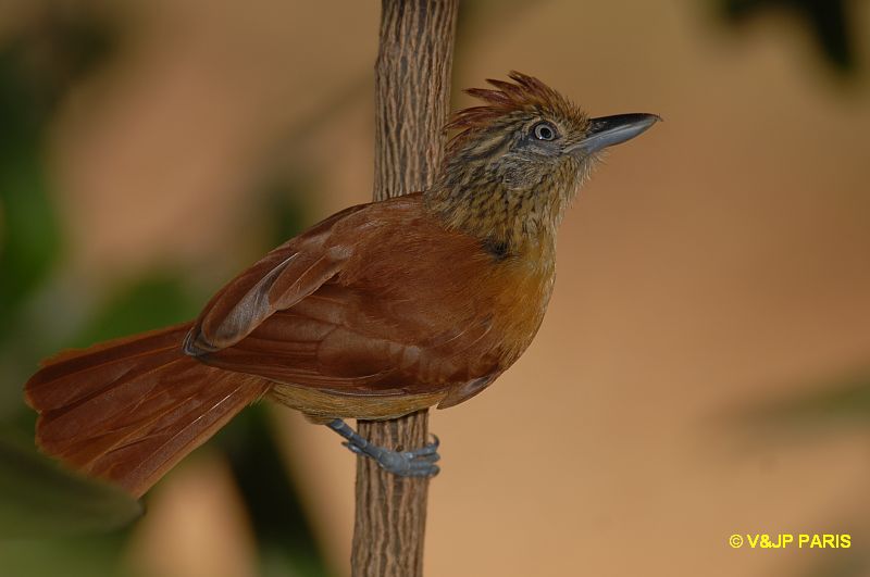 Thamnophilus doliatus