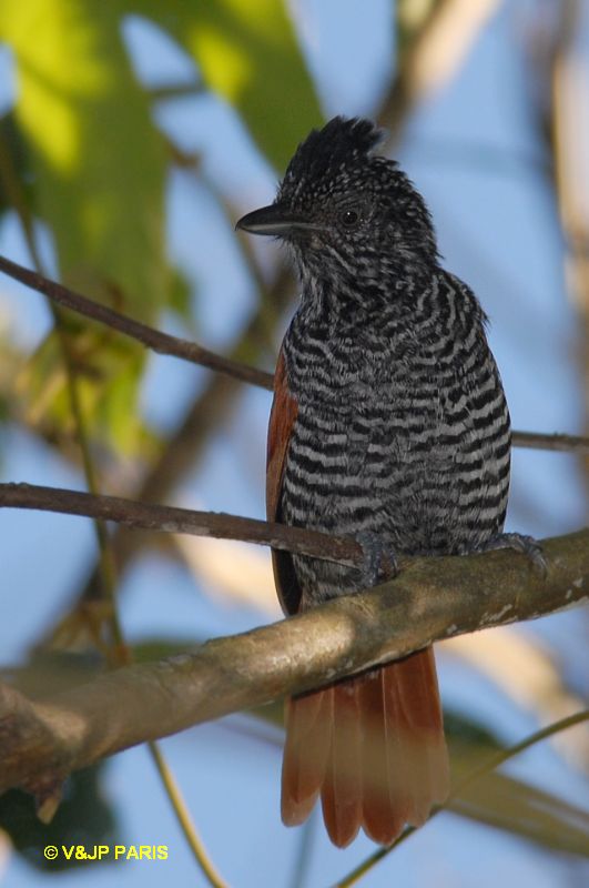 Thamnophilus palliatus