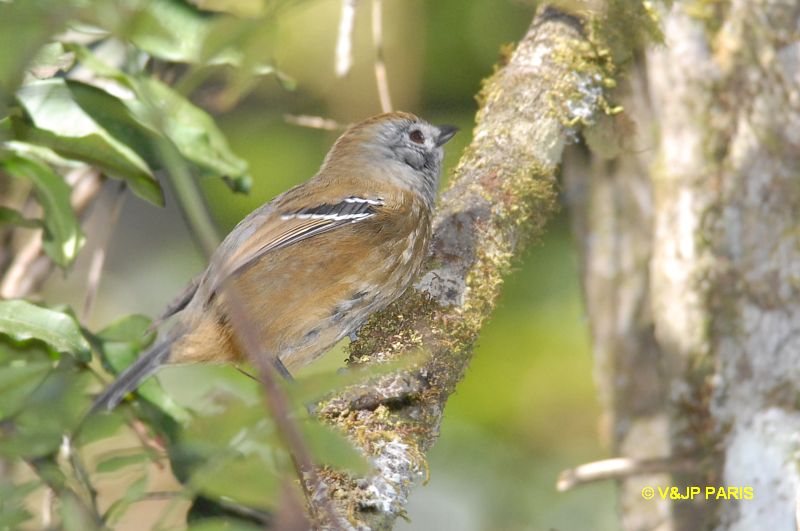 Thamnophilus caerulescens