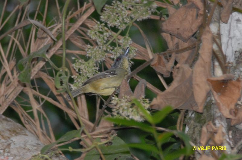 Dysithamnus stictothorax