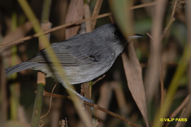 Dysithamnus mentalis