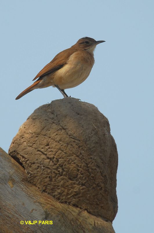 Furnarius rufus