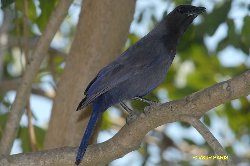 Cyanocorax cyanomelas