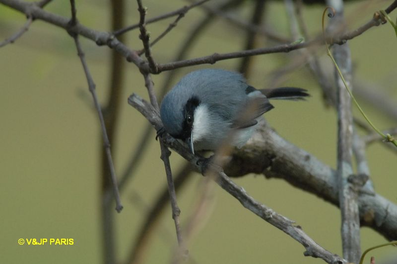 Polioptila dumicola