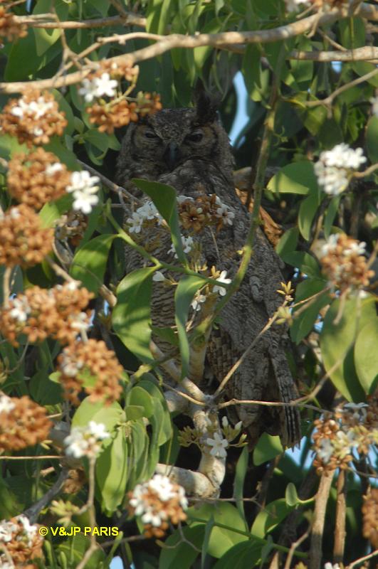 Bubo virginianus