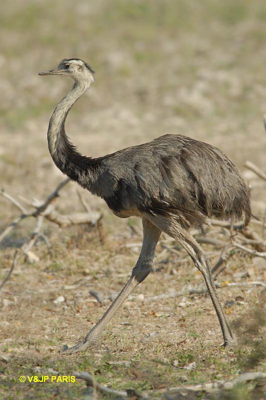 Rhea americana