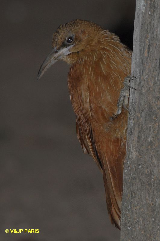 Xiphocolaptes major