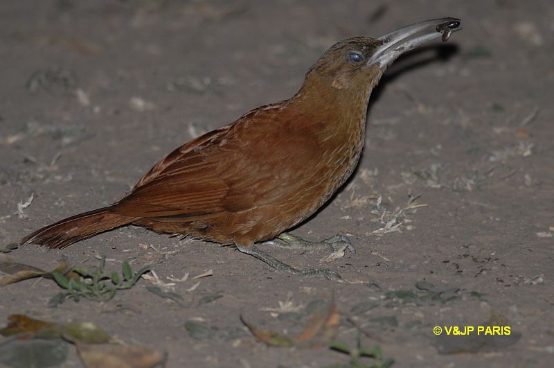 Xiphocolaptes major