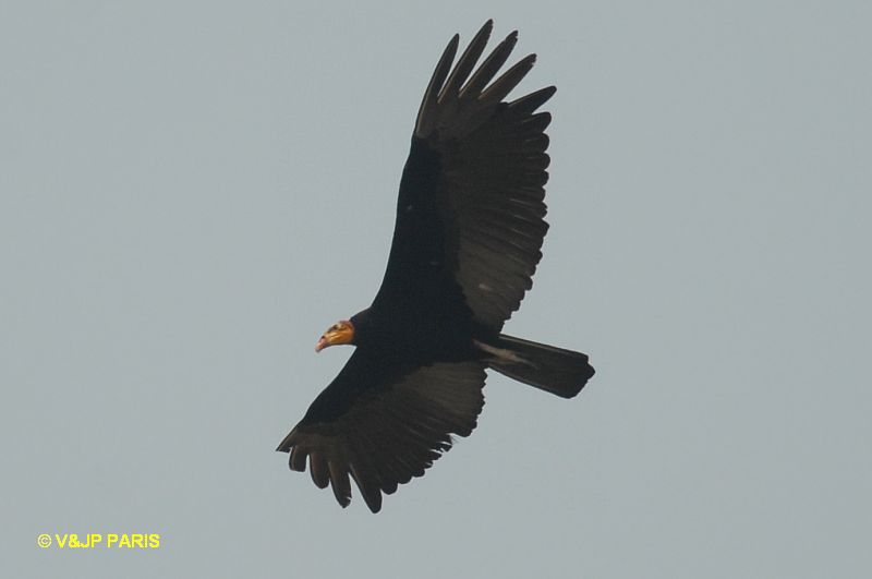 Cathartes melambrotus