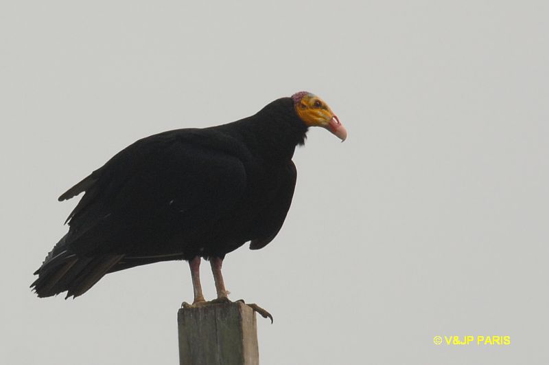 Cathartes melambrotus