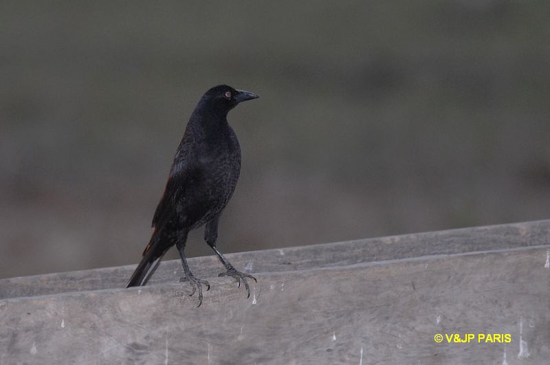 Molothrus oryzivorus