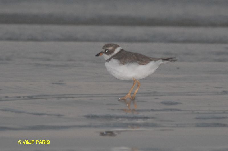 Charadrius semipalmatus