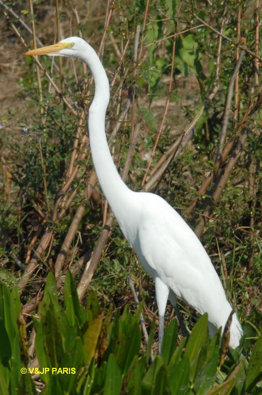 Ardea alba