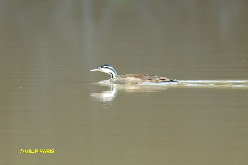 Heliornis fulica