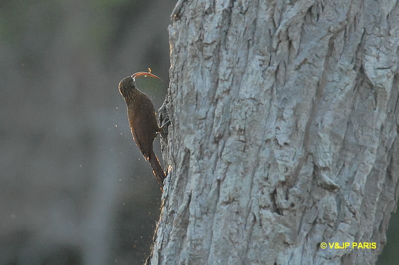 Campylorhamphus trochilirostris
