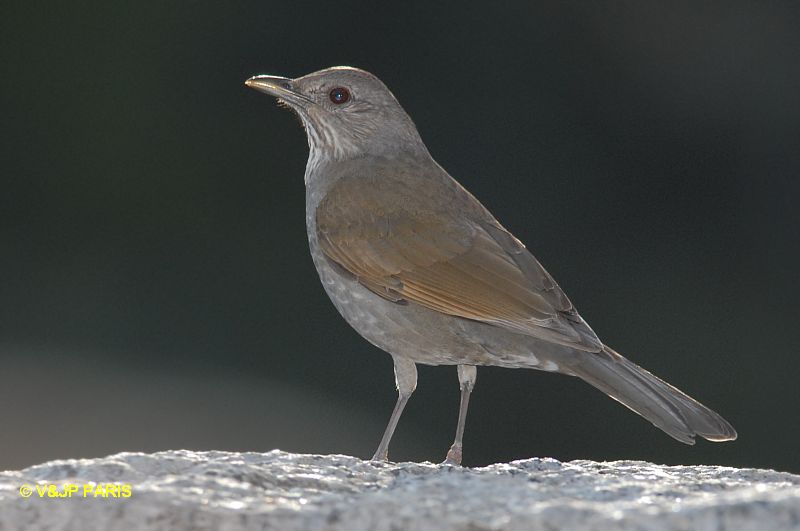 Turdus leucomelas