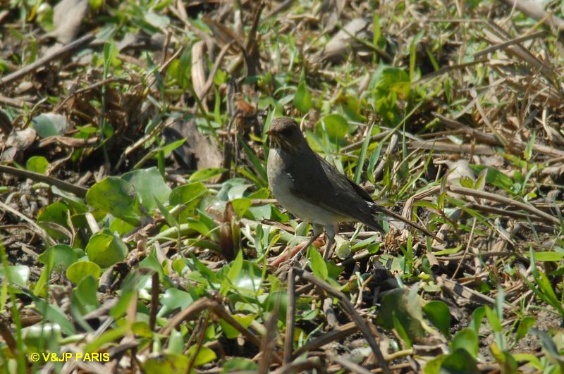 Turdus amaurochalinus