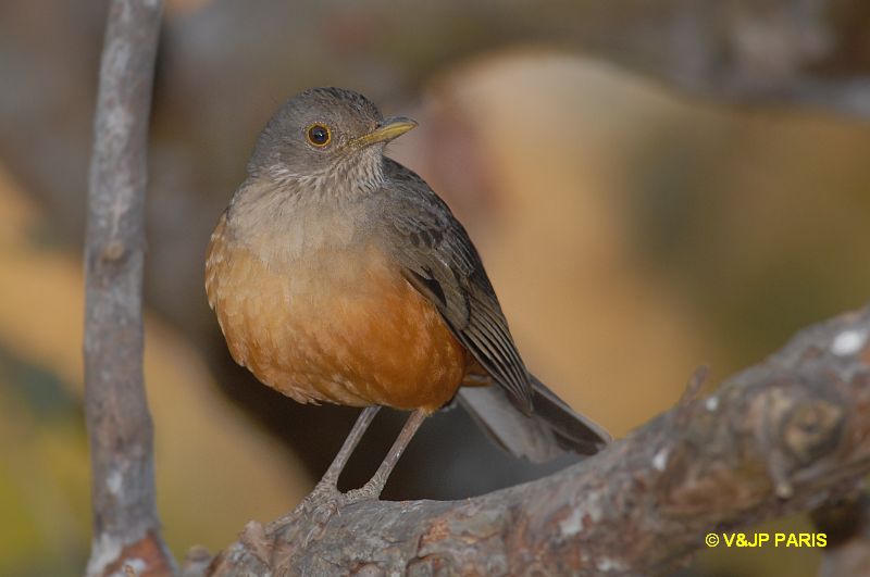 Turdus rufiventris