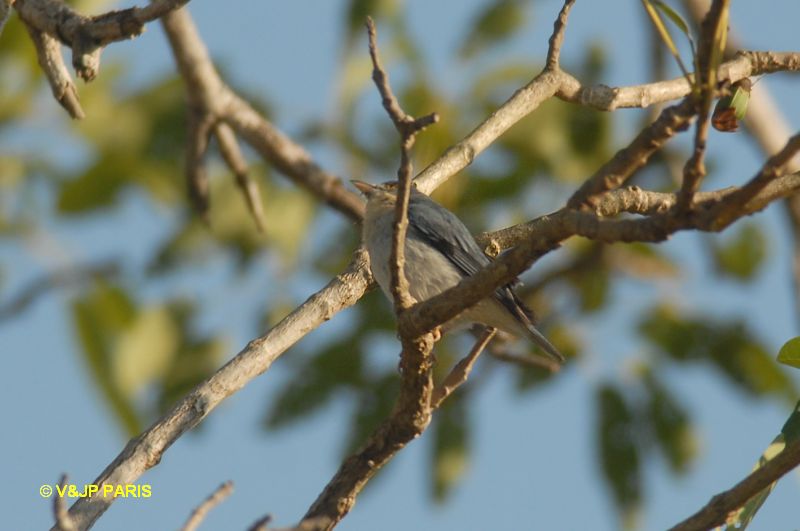 Nemosia pileata