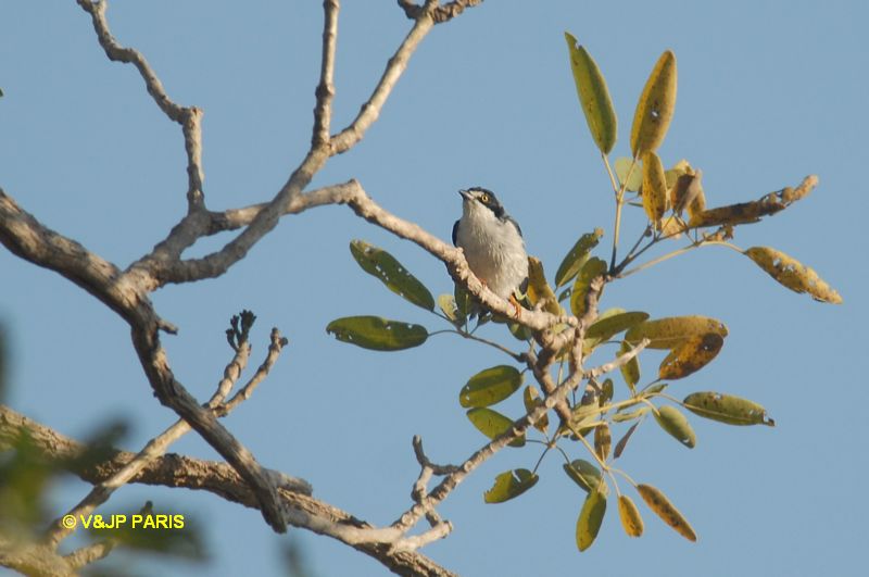 Nemosia pileata