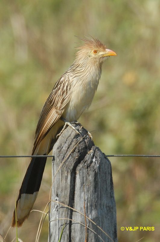 Guira Cuckoo