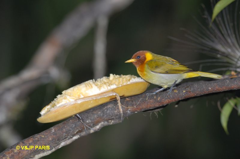 Hemithraupis ruficapilla