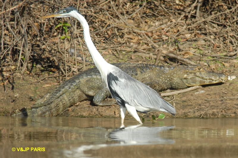 Ardea cocoi