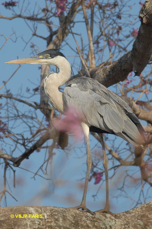 Ardea cocoi
