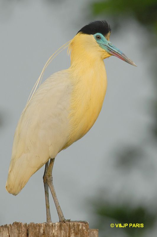 Pilherodius pileatus