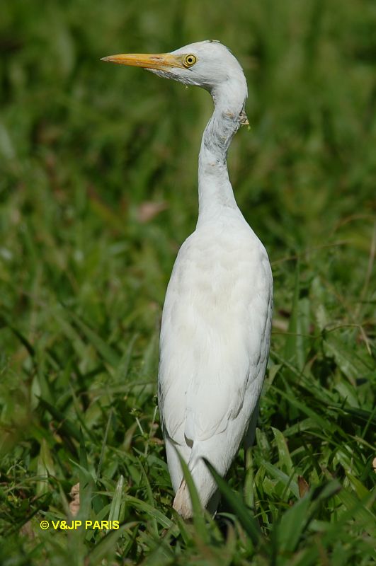 Bubulcus ibis
