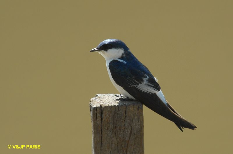 Tachycineta albiventer