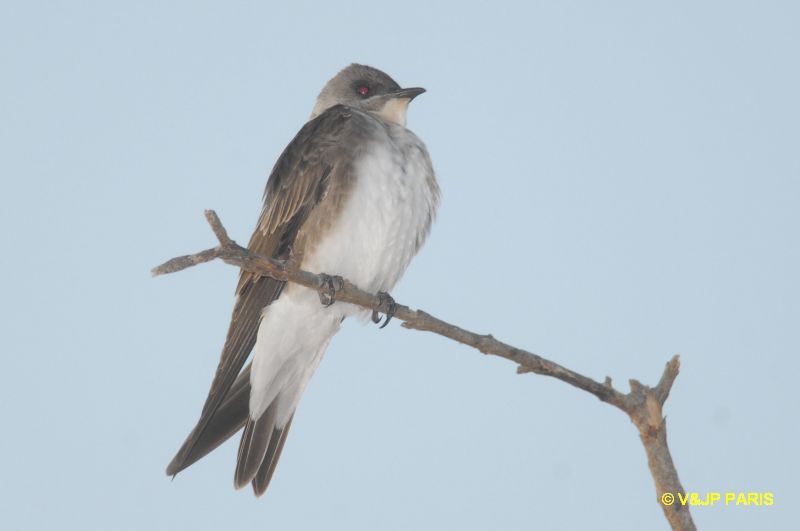 Stelgidopteryx ruficollis