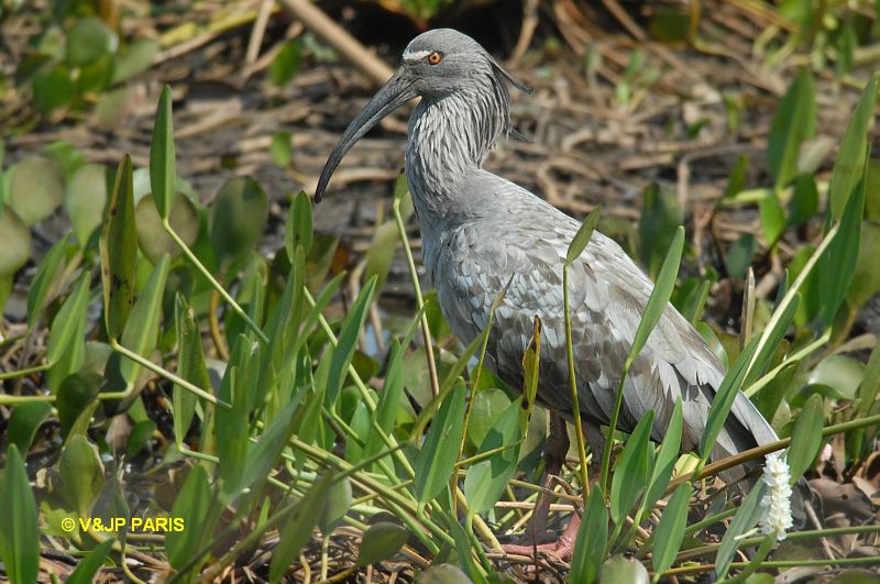 Theristicus caerulescens