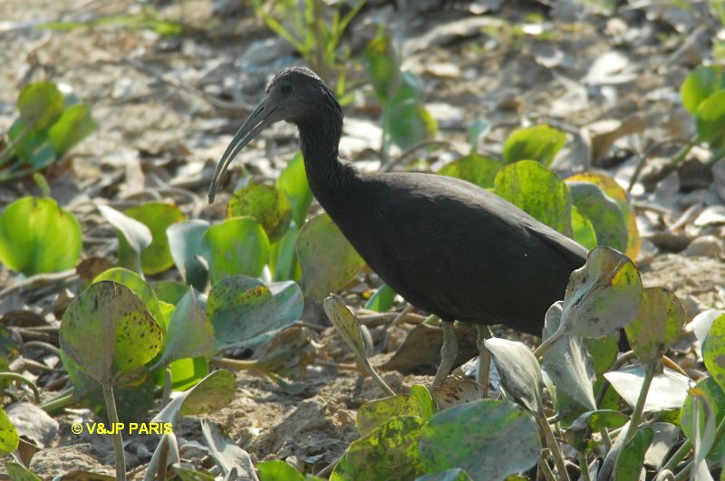Mesembrinibis cayennensis