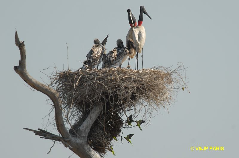Jabiru mycteria