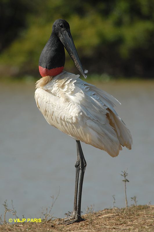 Jabiru mycteria