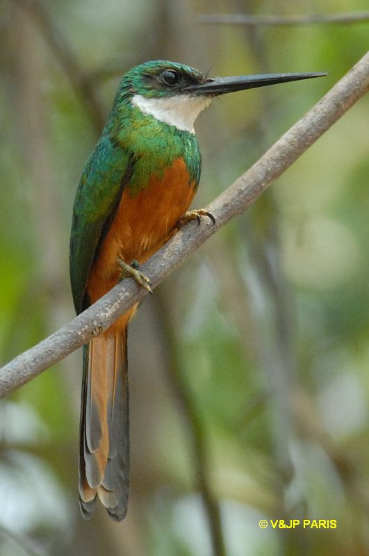 Galbula ruficauda